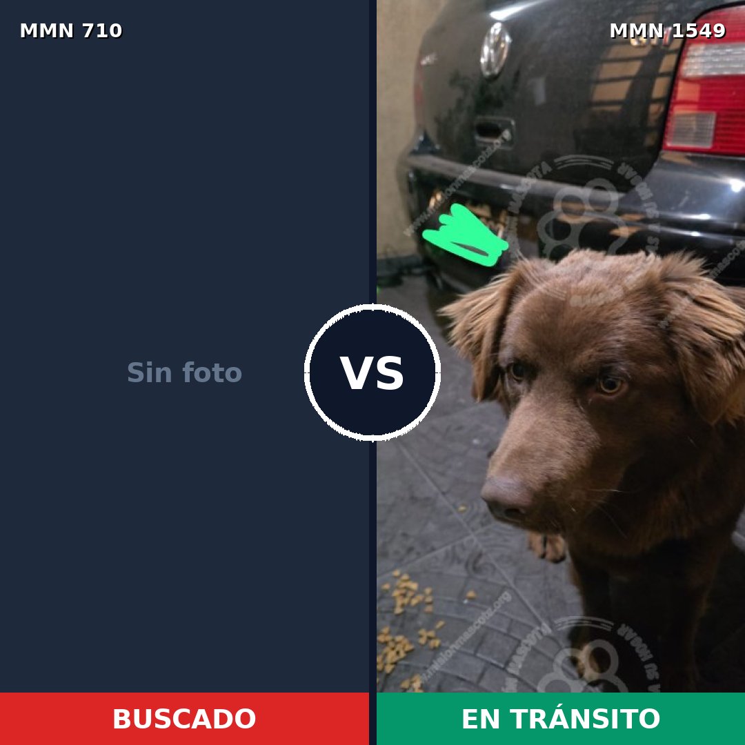 Comparativa MMS 30518: mascota perdida y mascota encontrada, 42% de similitud