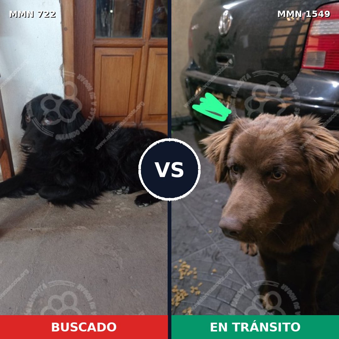Comparativa MMS 30519: mascota perdida y mascota encontrada, 41% de similitud