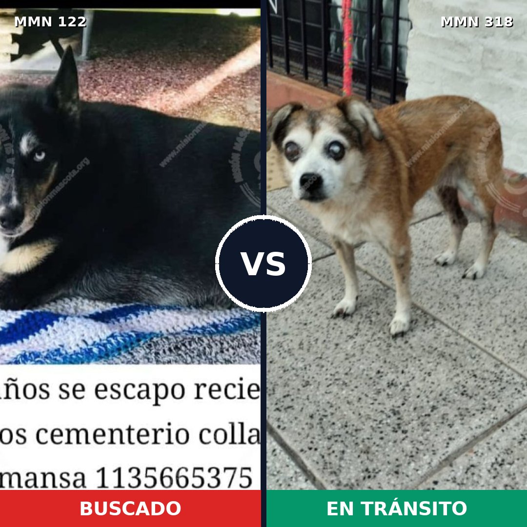 Comparativa MMS 3052: mascota perdida y mascota encontrada, 2% de similitud