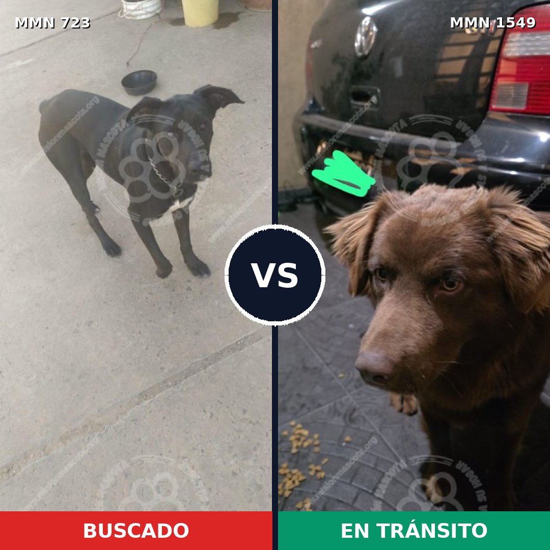 Comparativa MMS 30520: mascota perdida y mascota encontrada, 48% de similitud