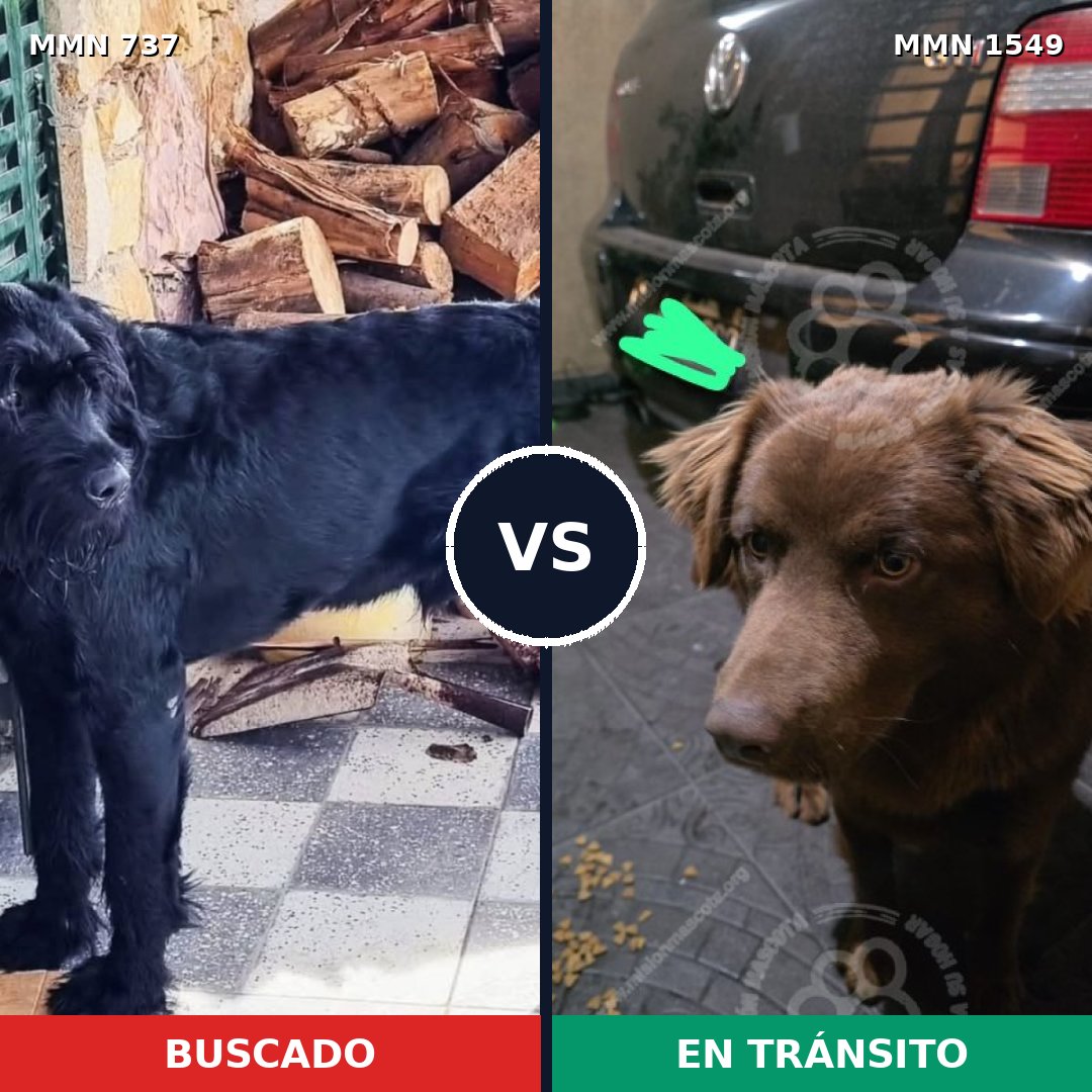 Comparativa MMS 30521: mascota perdida y mascota encontrada, 22% de similitud