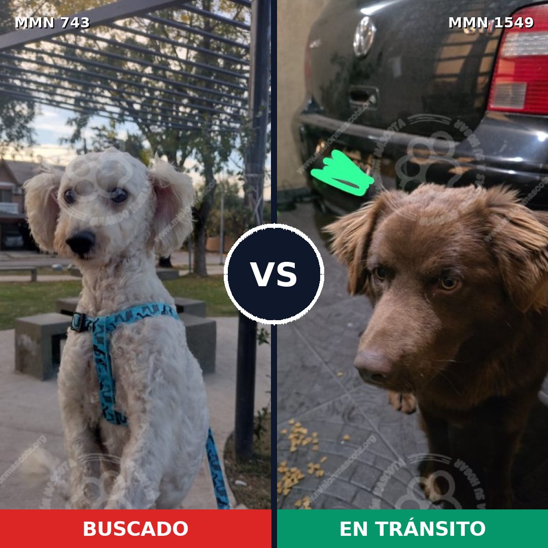Comparativa MMS 30523: mascota perdida y mascota encontrada, 47% de similitud