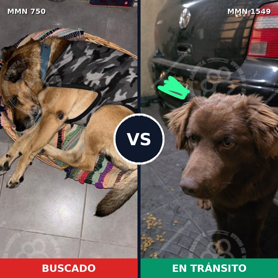 Comparativa MMS 30524: mascota perdida y mascota encontrada, 63% de similitud