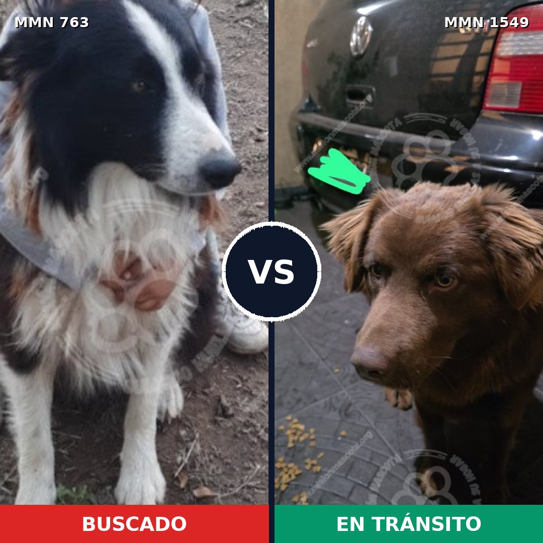 Comparativa MMS 30526: mascota perdida y mascota encontrada, 38% de similitud