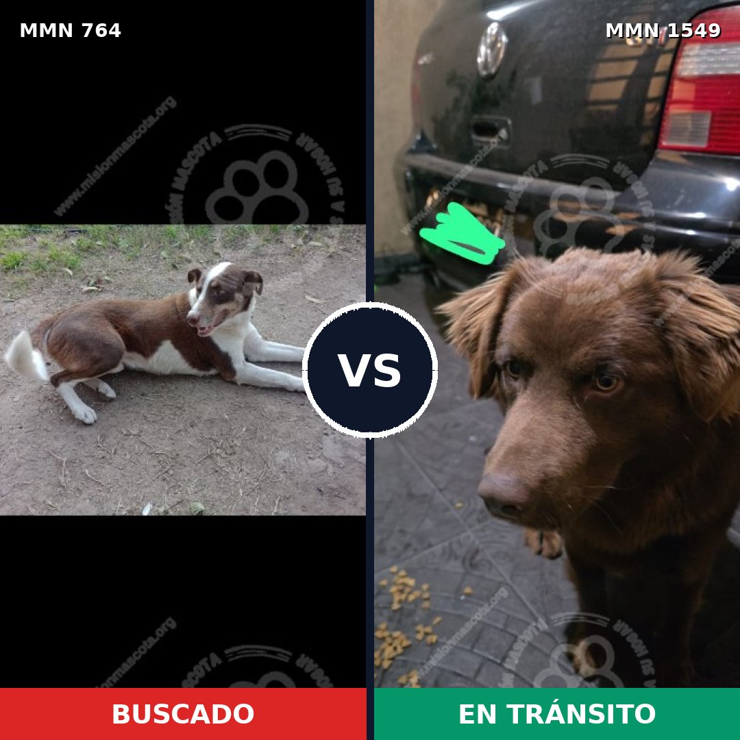 Comparativa MMS 30527: mascota perdida y mascota encontrada, 38% de similitud