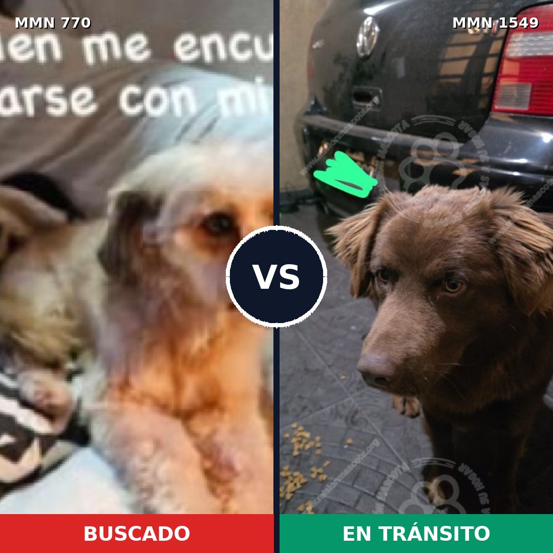 Comparativa MMS 30528: mascota perdida y mascota encontrada, 64% de similitud