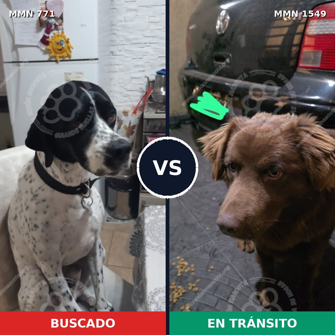 Comparativa MMS 30529: mascota perdida y mascota encontrada, 37% de similitud