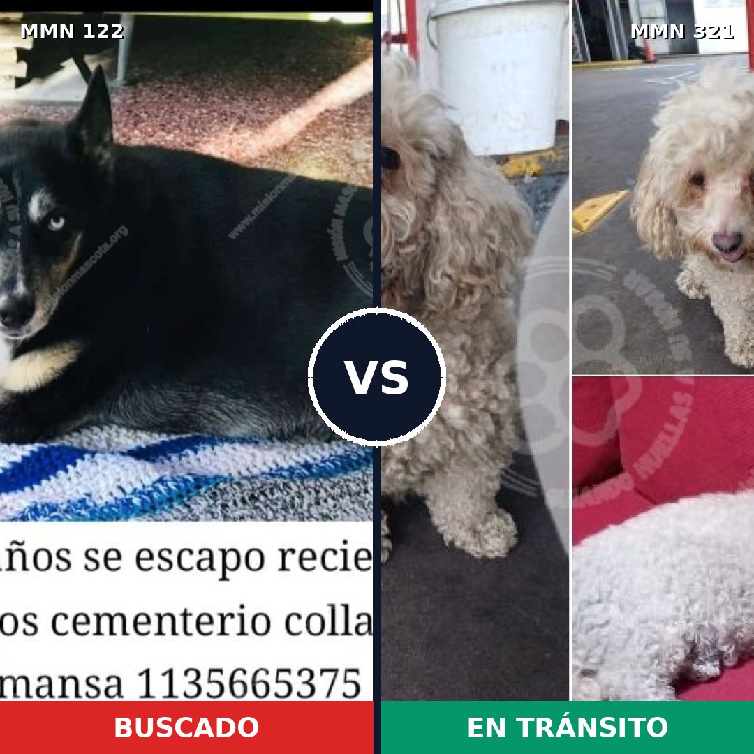 Comparativa MMS 3053: mascota perdida y mascota encontrada, 23% de similitud