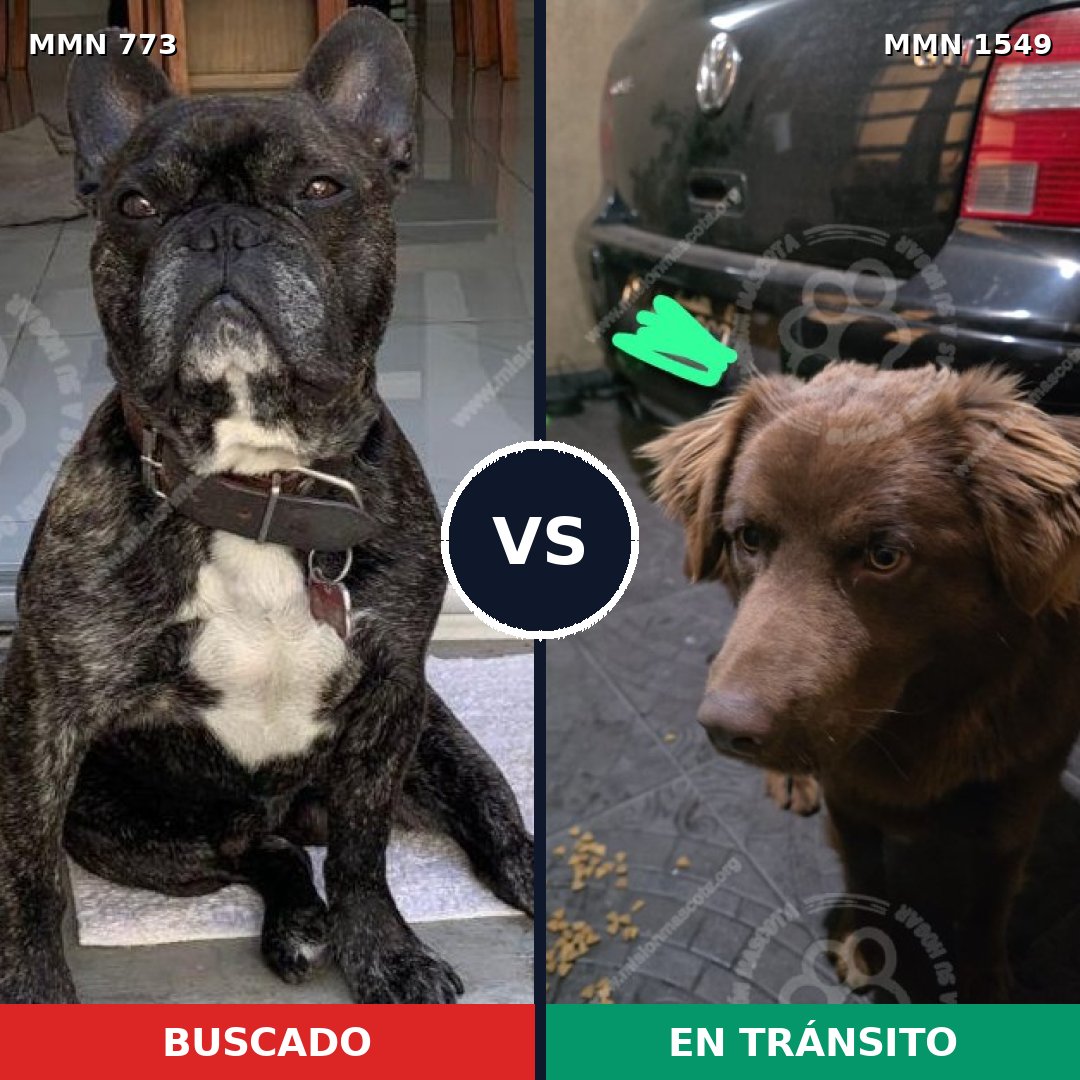 Comparativa MMS 30530: mascota perdida y mascota encontrada, 36% de similitud