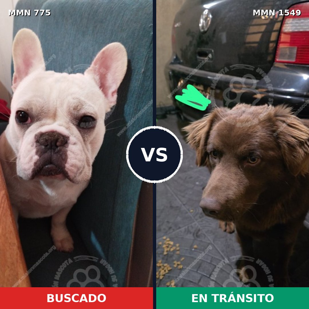 Comparativa MMS 30531: mascota perdida y mascota encontrada, 38% de similitud