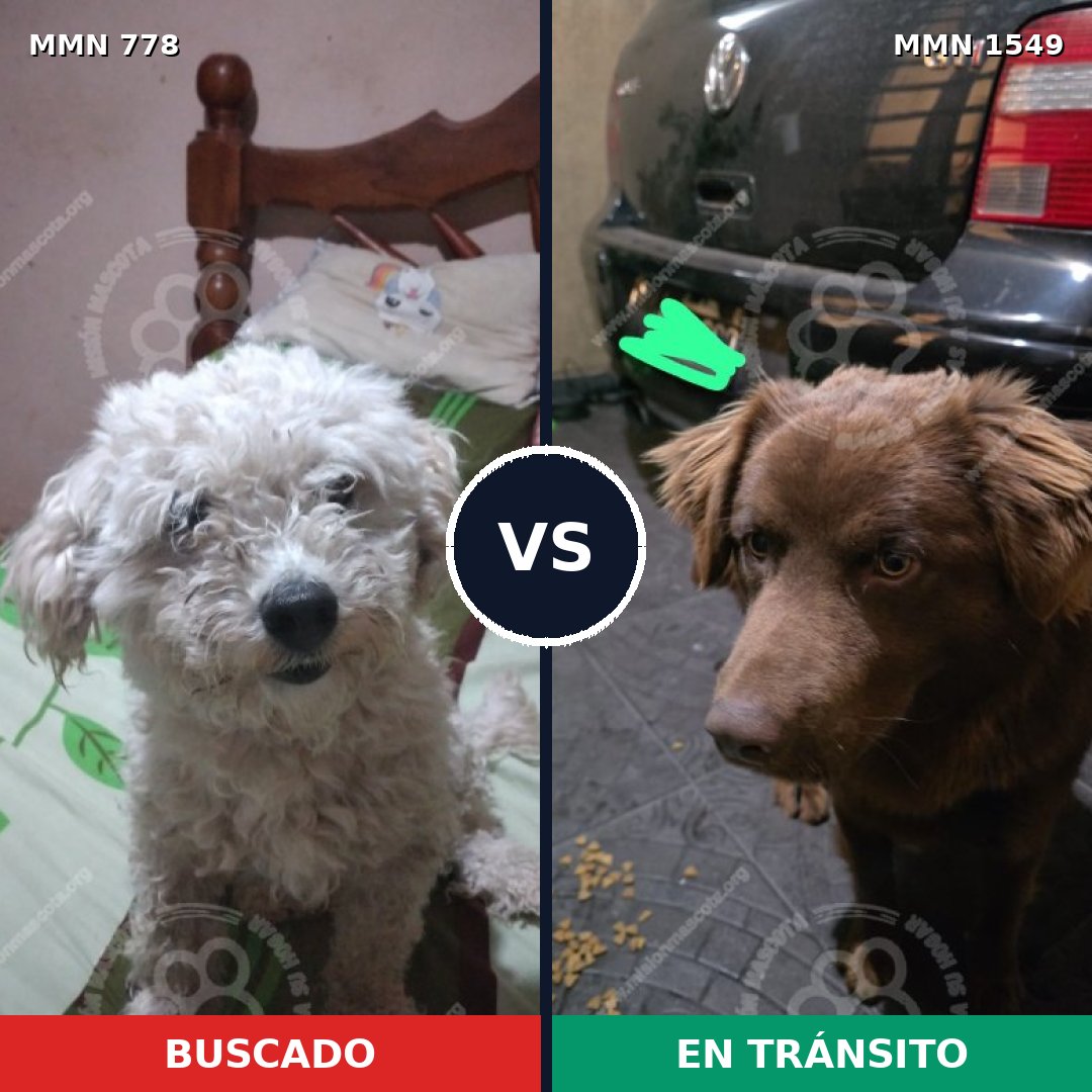 Comparativa MMS 30532: mascota perdida y mascota encontrada, 39% de similitud