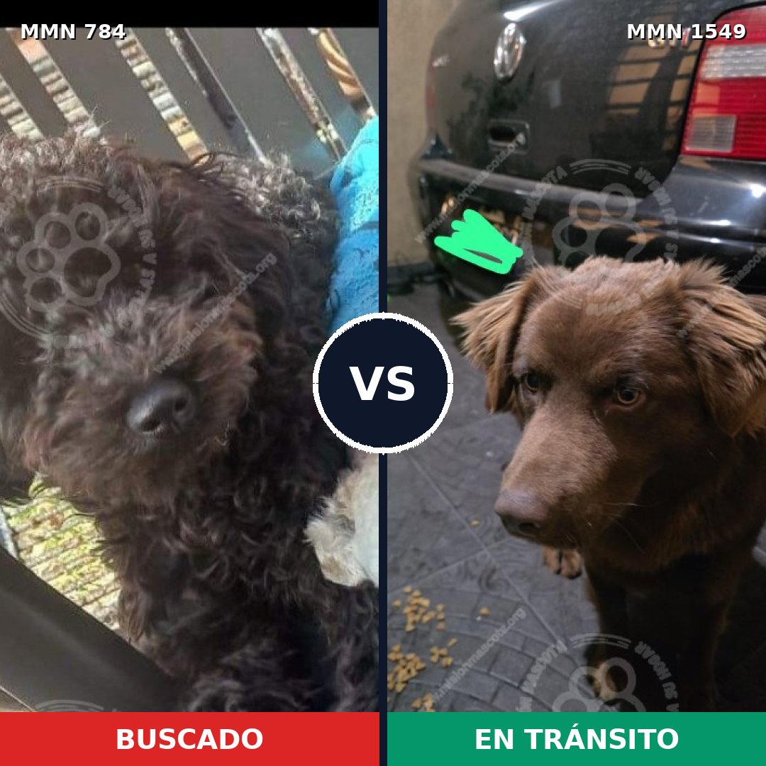Comparativa MMS 30533: mascota perdida y mascota encontrada, 37% de similitud