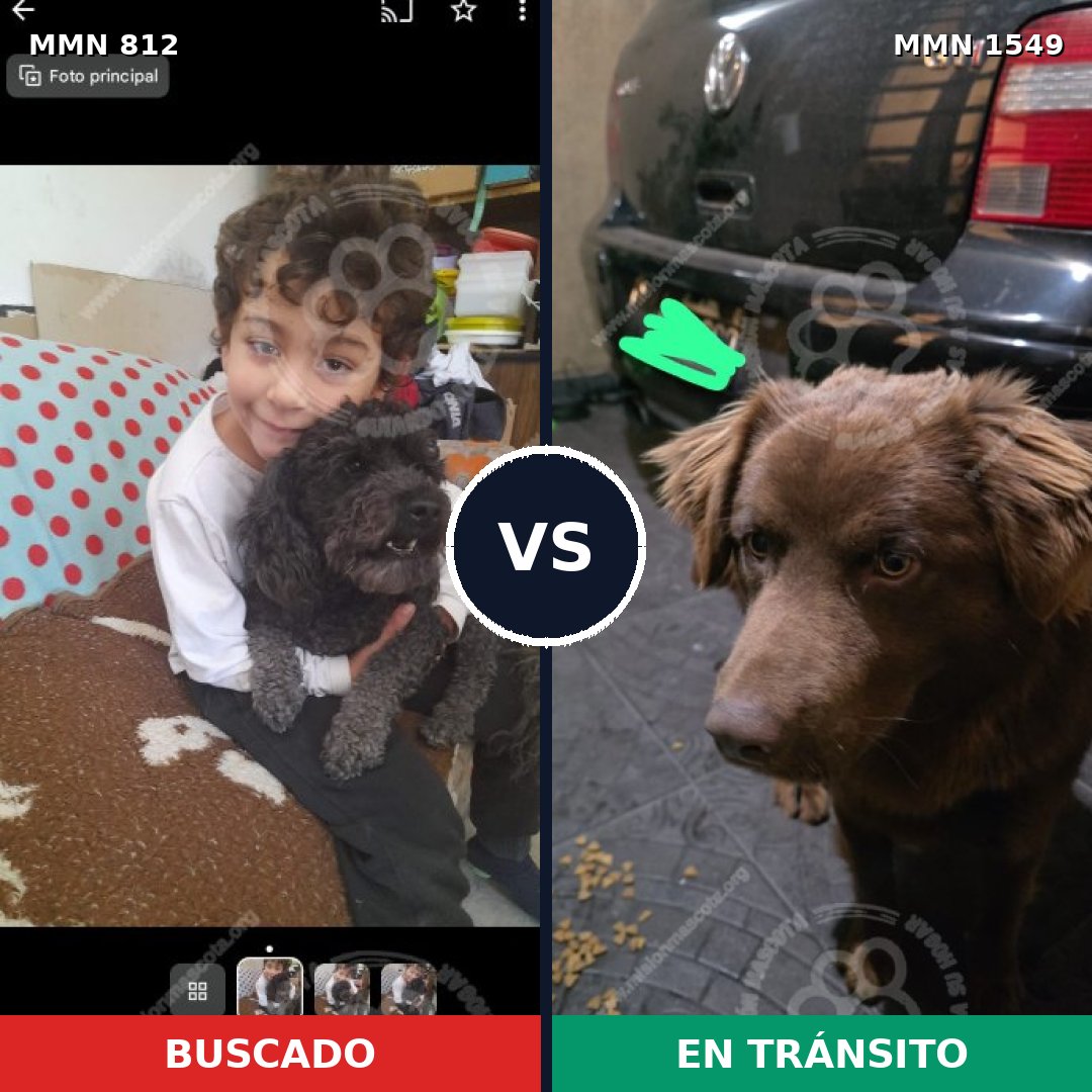 Comparativa MMS 30536: mascota perdida y mascota encontrada, 30% de similitud