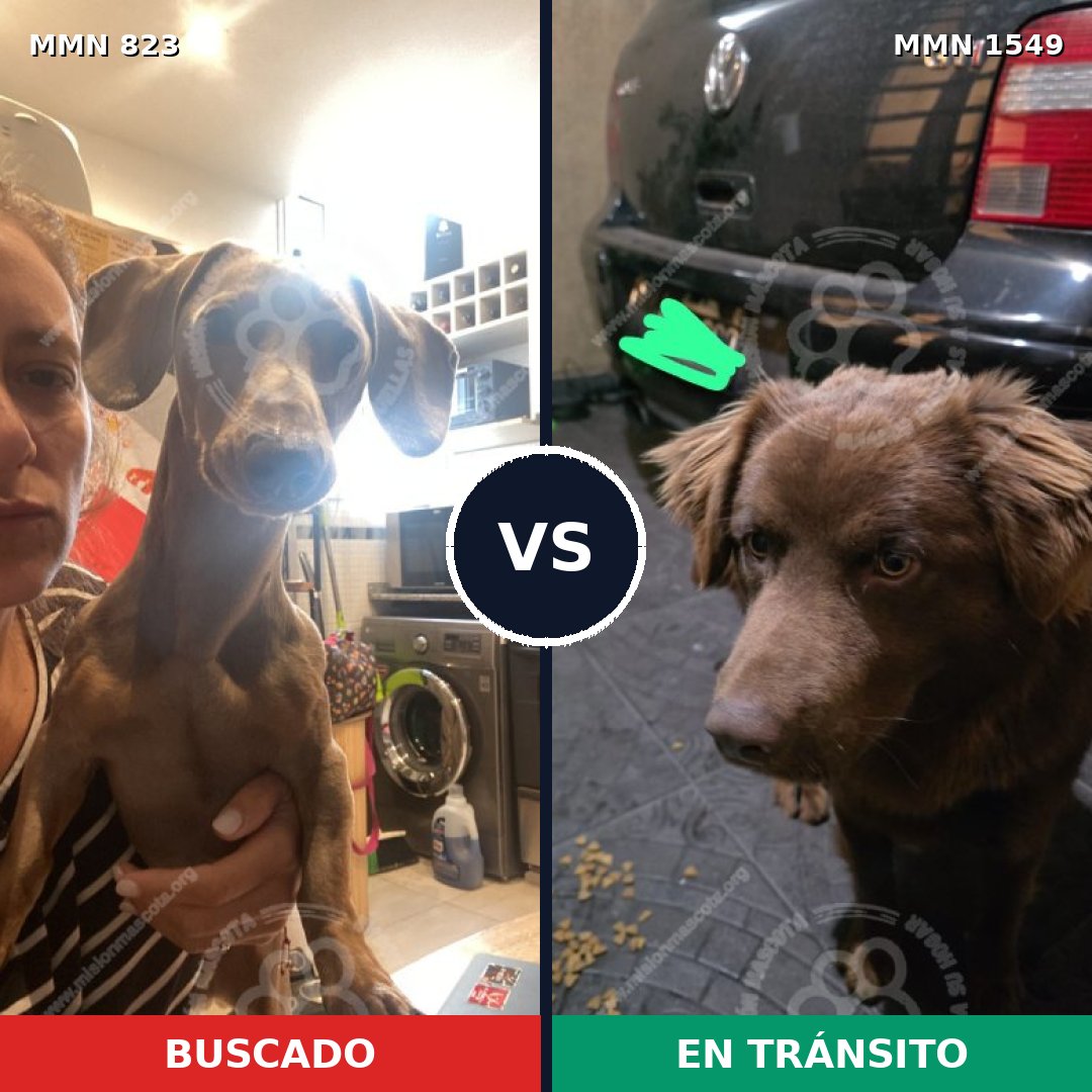 Comparativa MMS 30538: mascota perdida y mascota encontrada, 31% de similitud