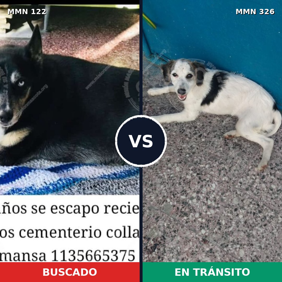 Comparativa MMS 3054: mascota perdida y mascota encontrada, 57% de similitud