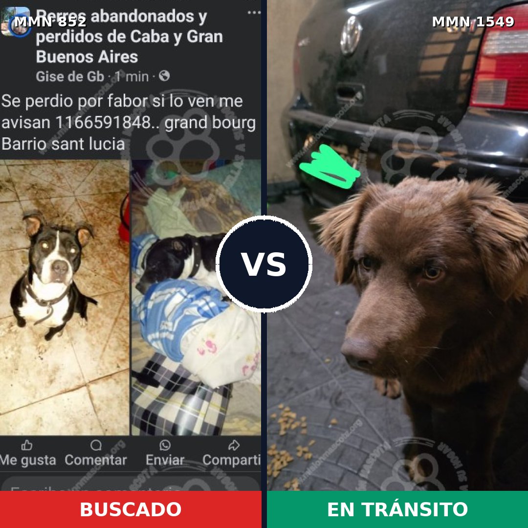 Comparativa MMS 30541: mascota perdida y mascota encontrada, 41% de similitud