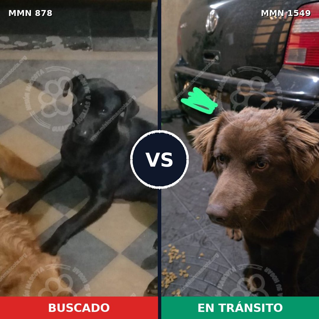 Comparativa MMS 30543: mascota perdida y mascota encontrada, 46% de similitud