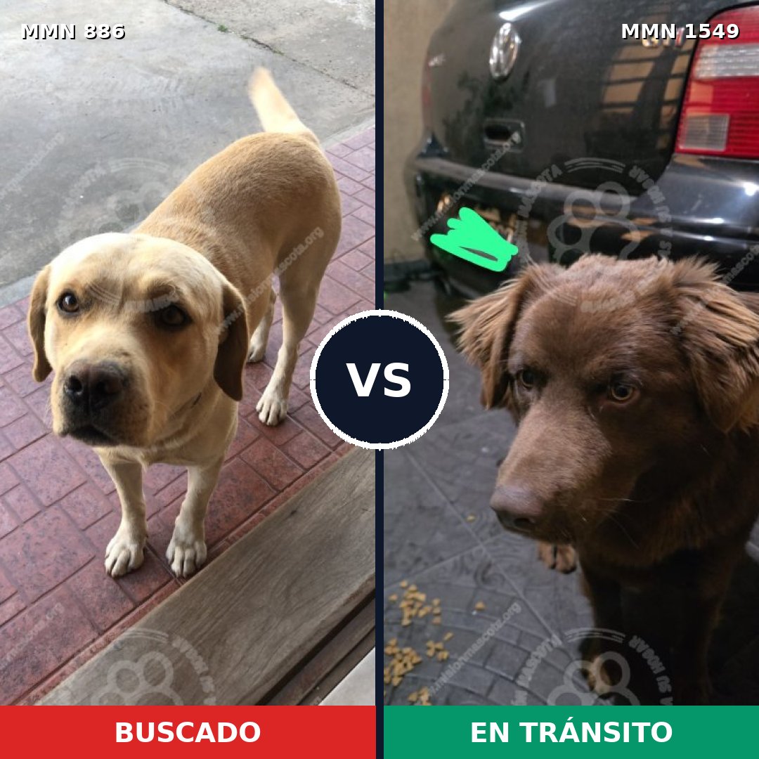 Comparativa MMS 30544: mascota perdida y mascota encontrada, 45% de similitud