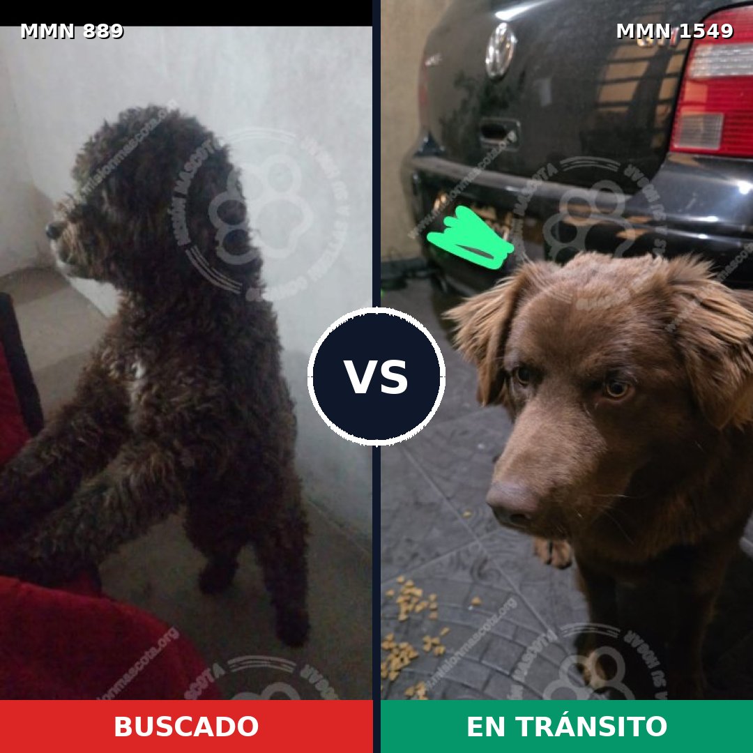 Comparativa MMS 30545: mascota perdida y mascota encontrada, 46% de similitud