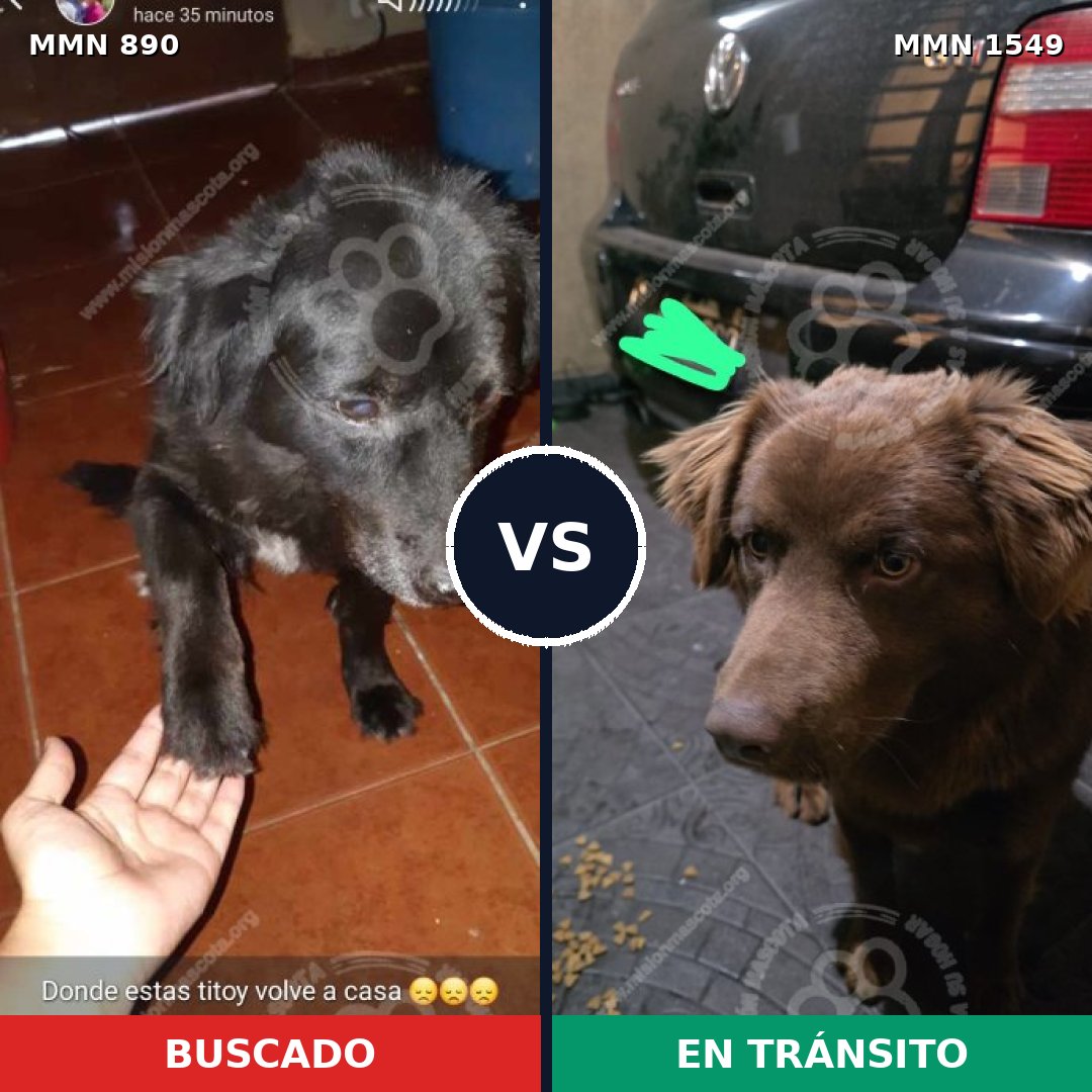 Comparativa MMS 30546: mascota perdida y mascota encontrada, 37% de similitud