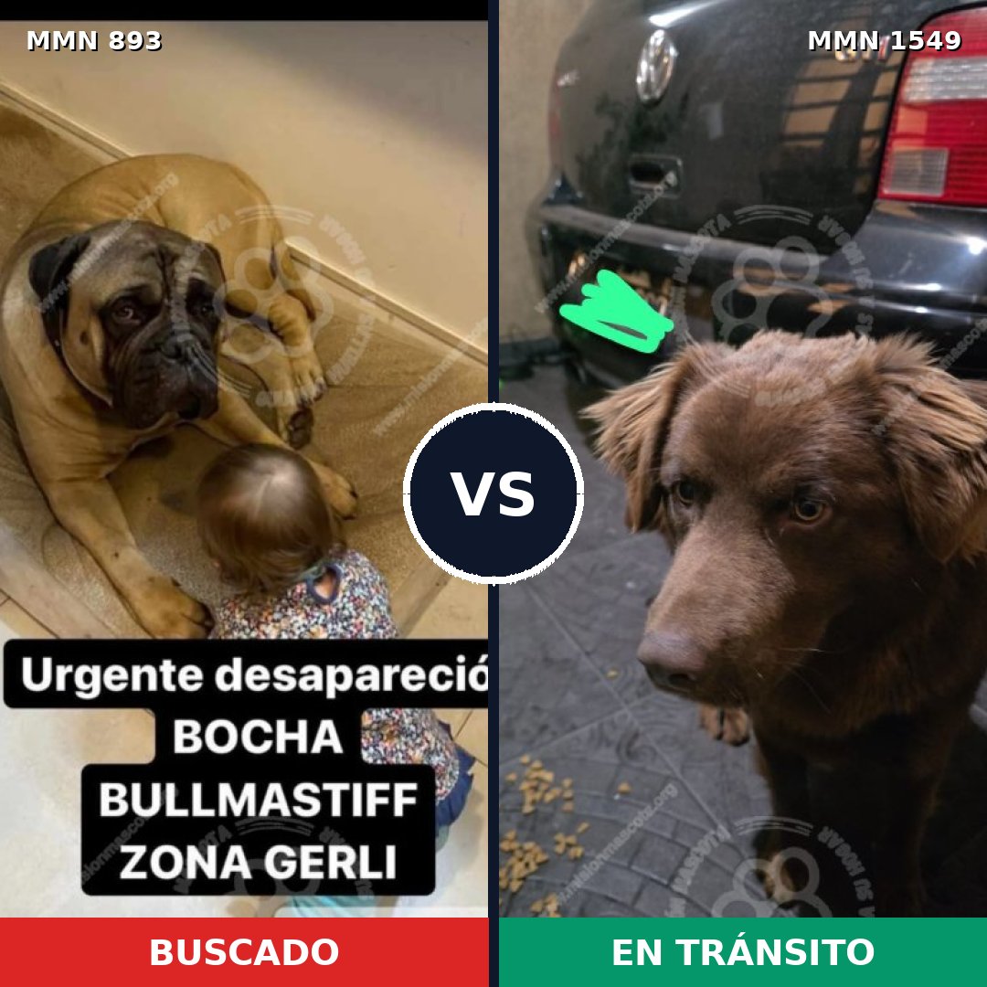 Comparativa MMS 30547: mascota perdida y mascota encontrada, 28% de similitud
