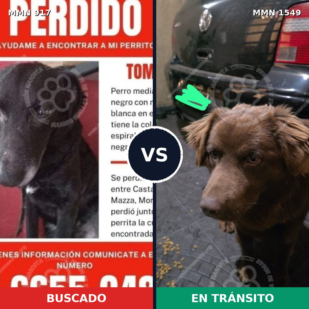 Comparativa MMS 30549: mascota perdida y mascota encontrada, 52% de similitud