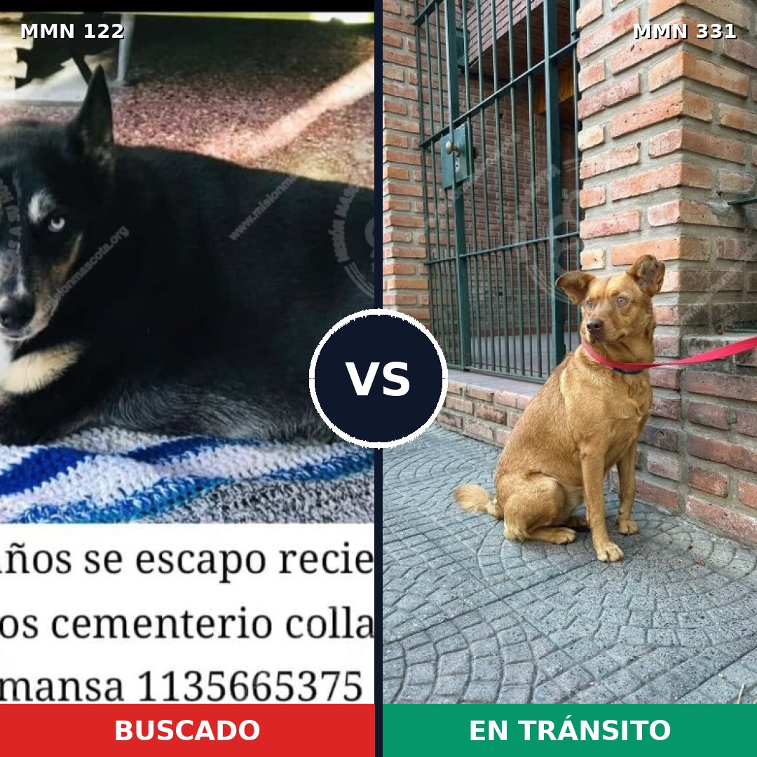 Comparativa MMS 3055: mascota perdida y mascota encontrada, 55% de similitud