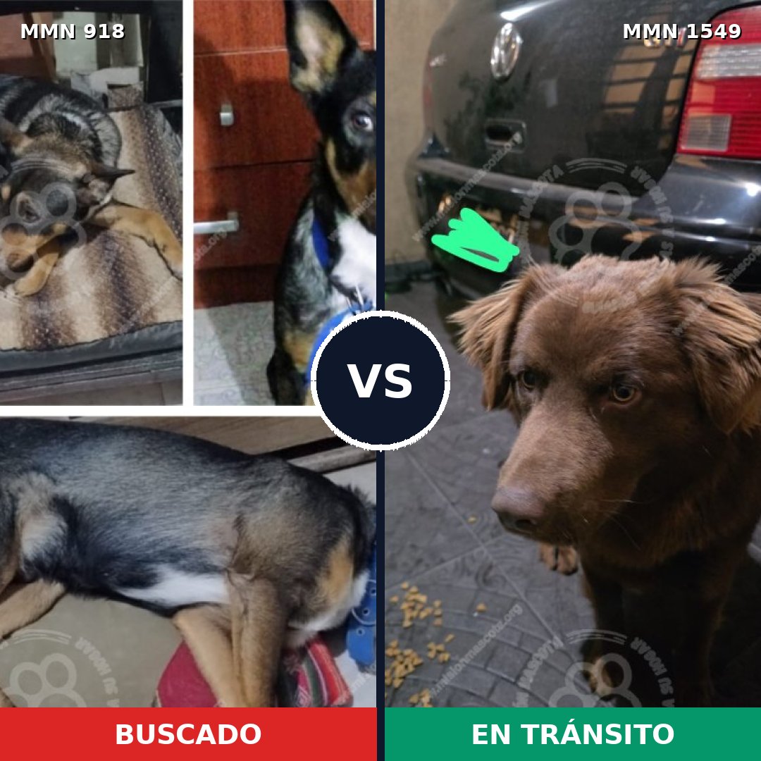 Comparativa MMS 30550: mascota perdida y mascota encontrada, 44% de similitud