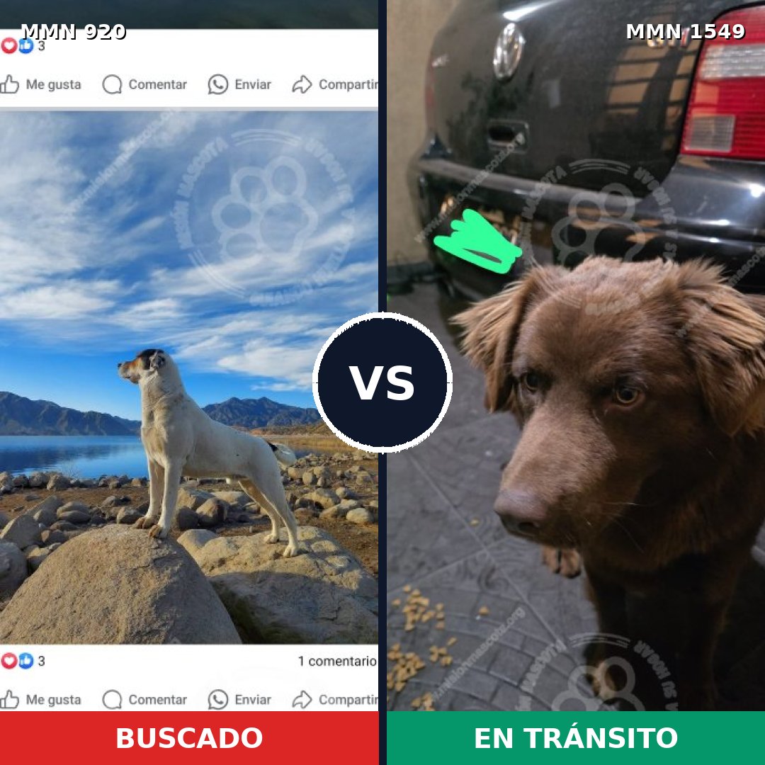 Comparativa MMS 30552: mascota perdida y mascota encontrada, 23% de similitud