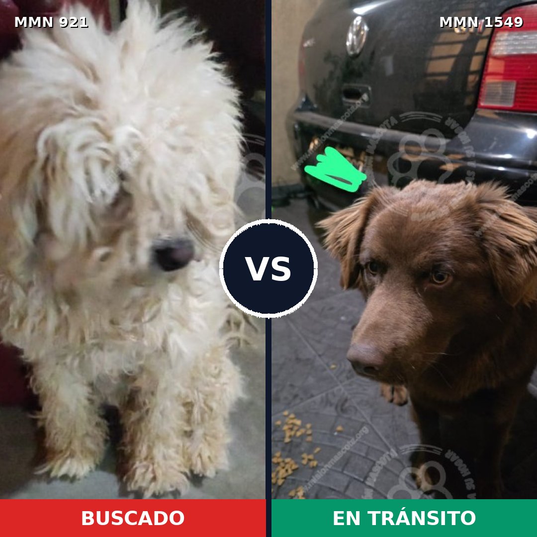 Comparativa MMS 30553: mascota perdida y mascota encontrada, 30% de similitud