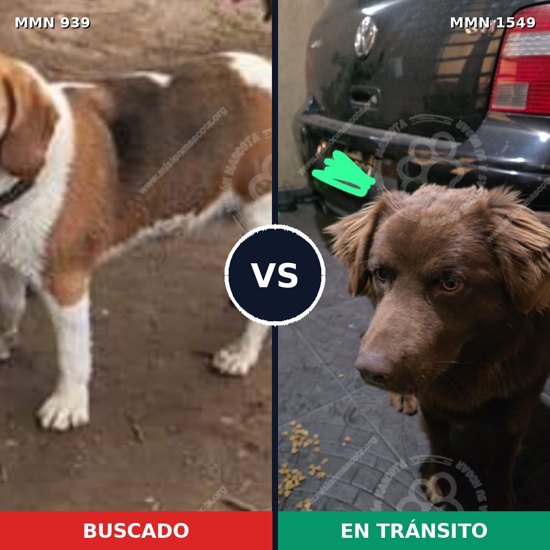 Comparativa MMS 30554: mascota perdida y mascota encontrada, 42% de similitud