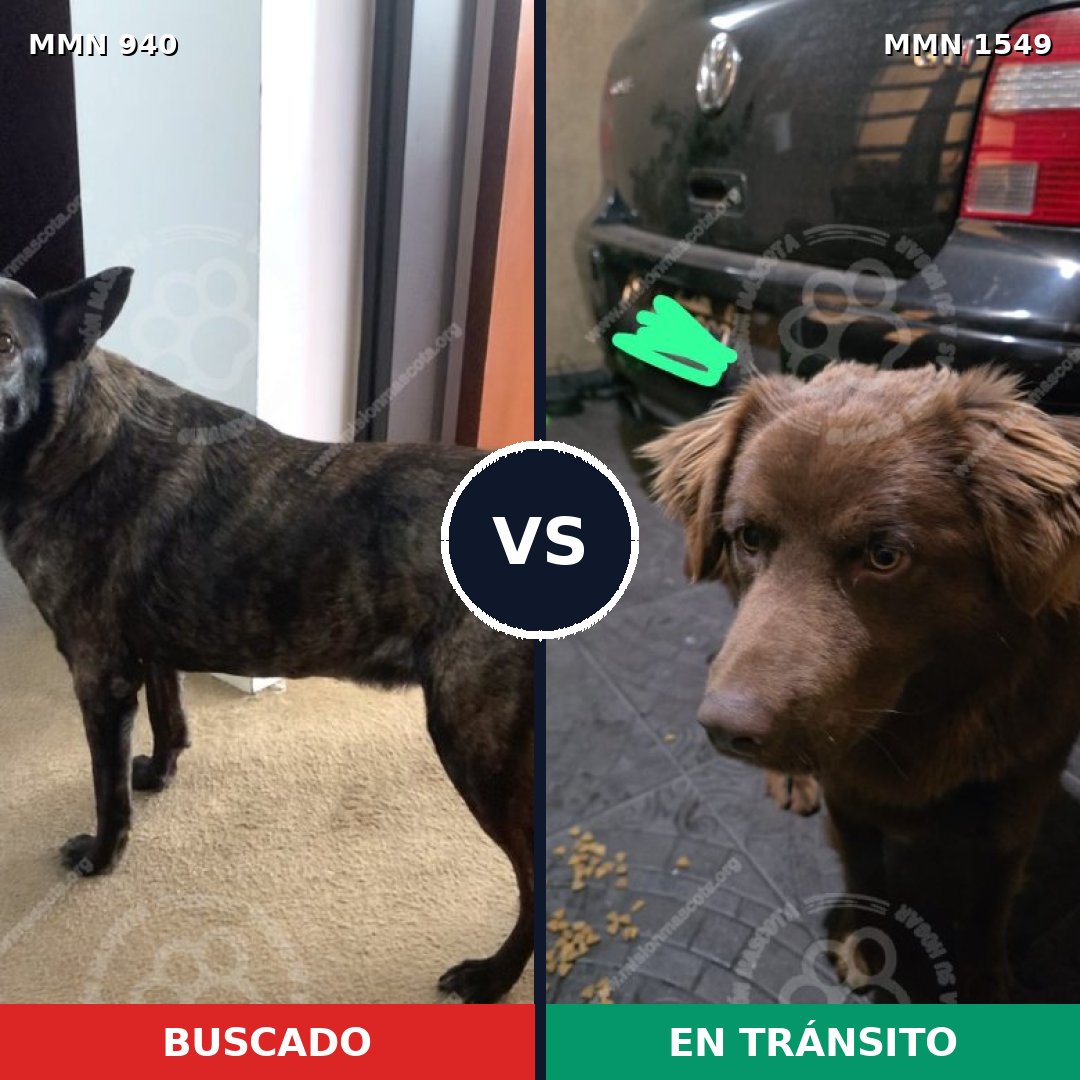 Comparativa MMS 30555: mascota perdida y mascota encontrada, 53% de similitud