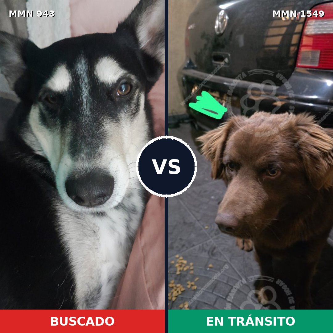 Comparativa MMS 30556: mascota perdida y mascota encontrada, 62% de similitud