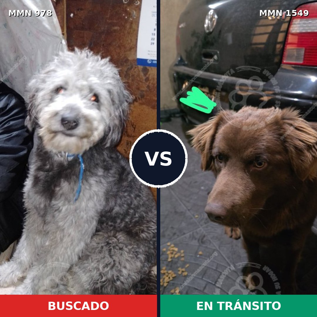 Comparativa MMS 30559: mascota perdida y mascota encontrada, 48% de similitud