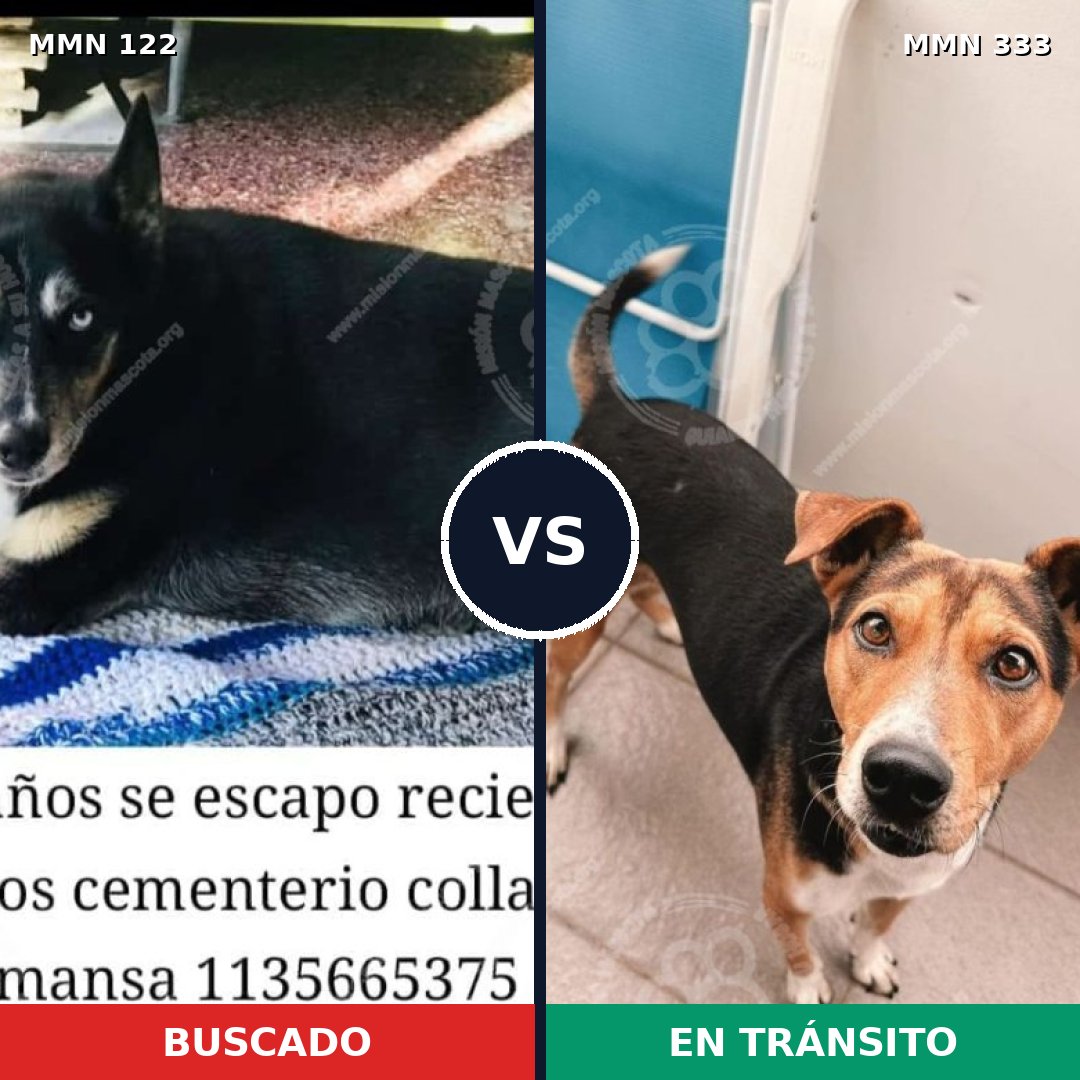 Comparativa MMS 3056: mascota perdida y mascota encontrada, 62% de similitud