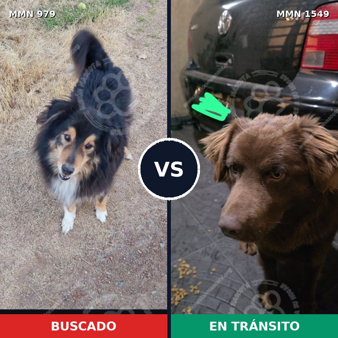 Comparativa MMS 30560: mascota perdida y mascota encontrada, 37% de similitud