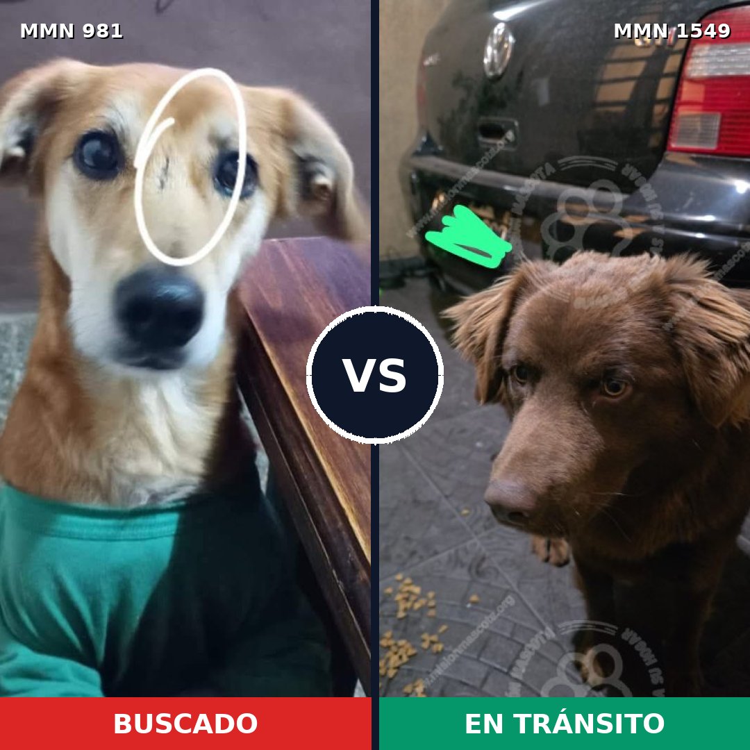 Comparativa MMS 30561: mascota perdida y mascota encontrada, 82% de similitud
