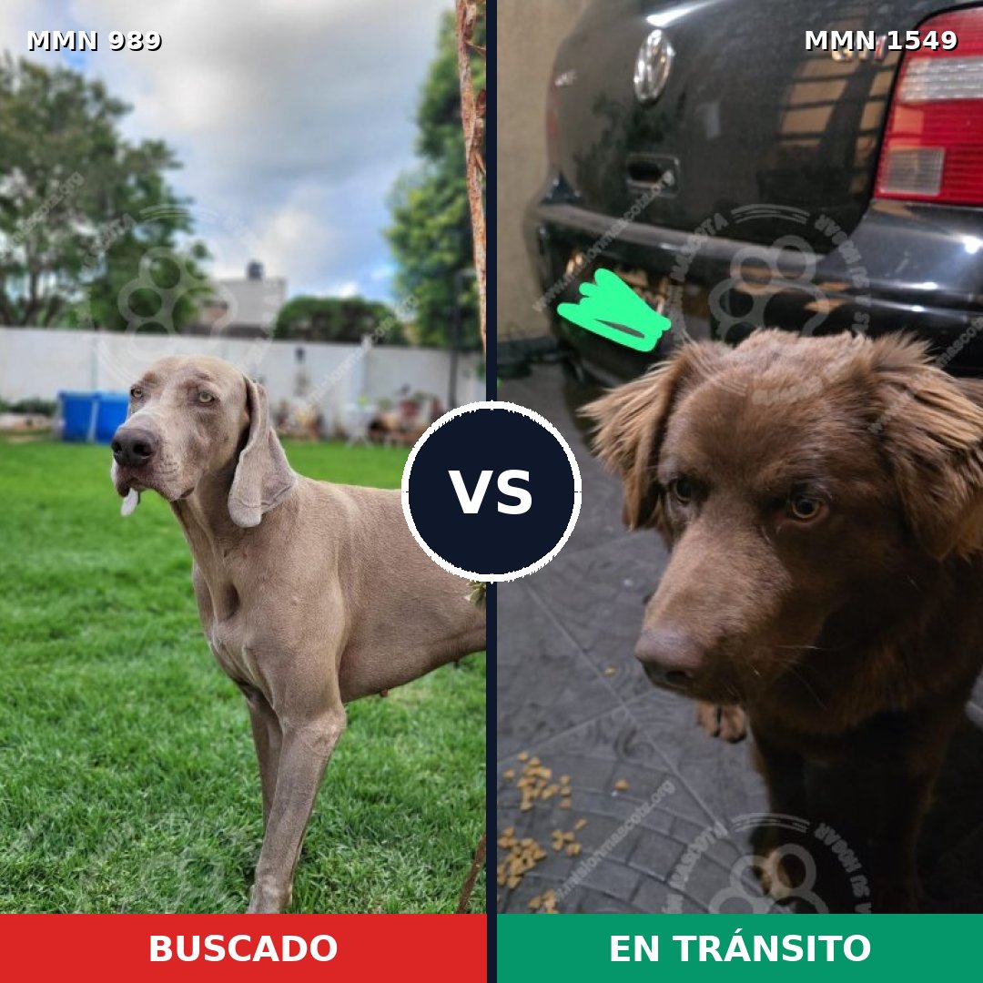 Comparativa MMS 30562: mascota perdida y mascota encontrada, 35% de similitud