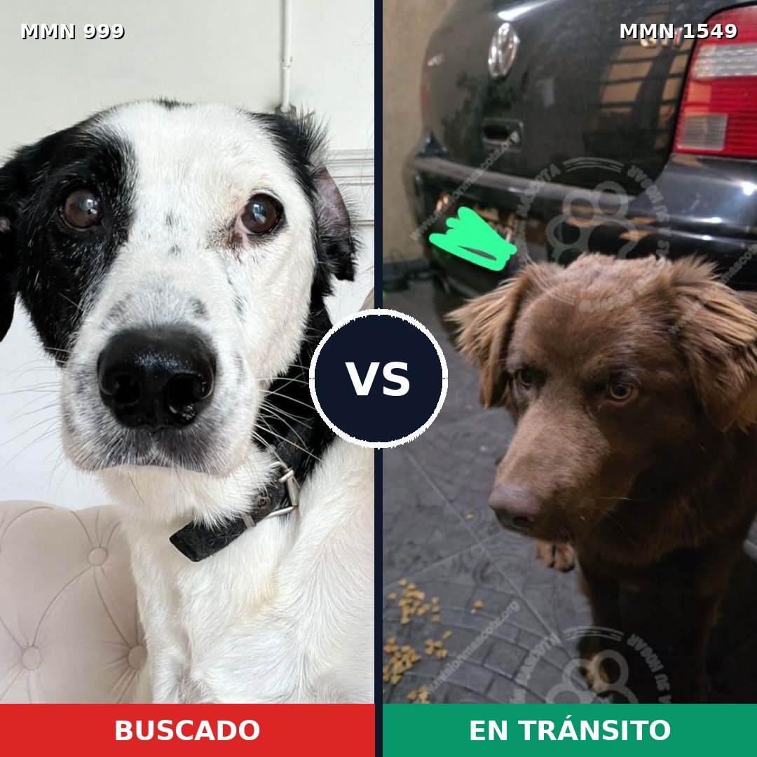 Comparativa MMS 30563: mascota perdida y mascota encontrada, 51% de similitud