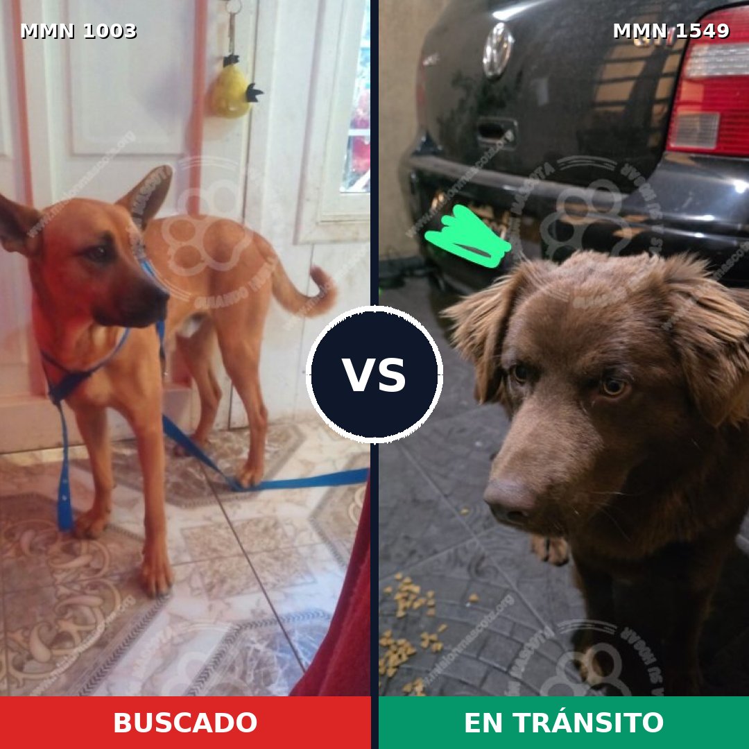 Comparativa MMS 30564: mascota perdida y mascota encontrada, 35% de similitud