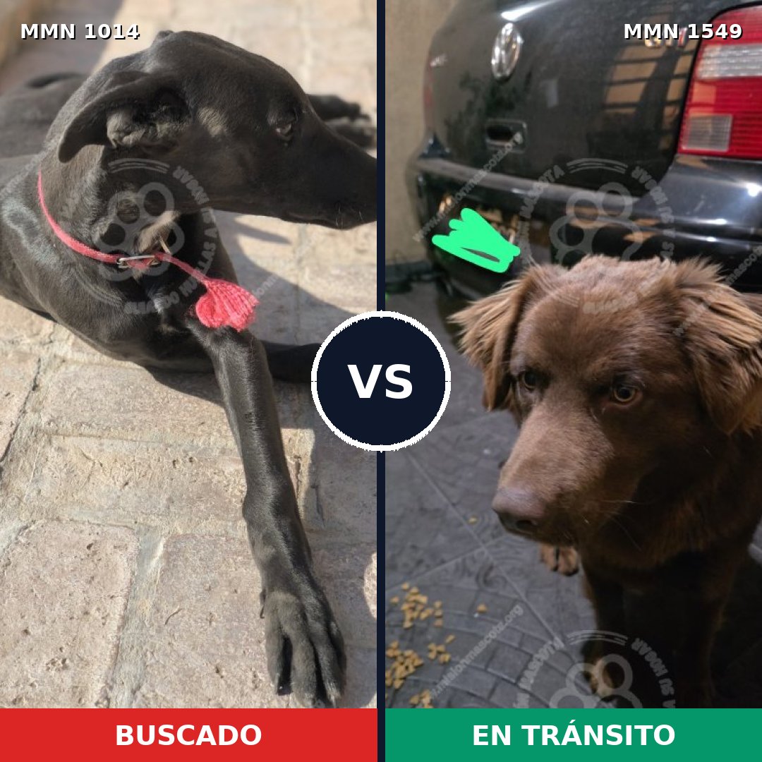 Comparativa MMS 30567: mascota perdida y mascota encontrada, 34% de similitud