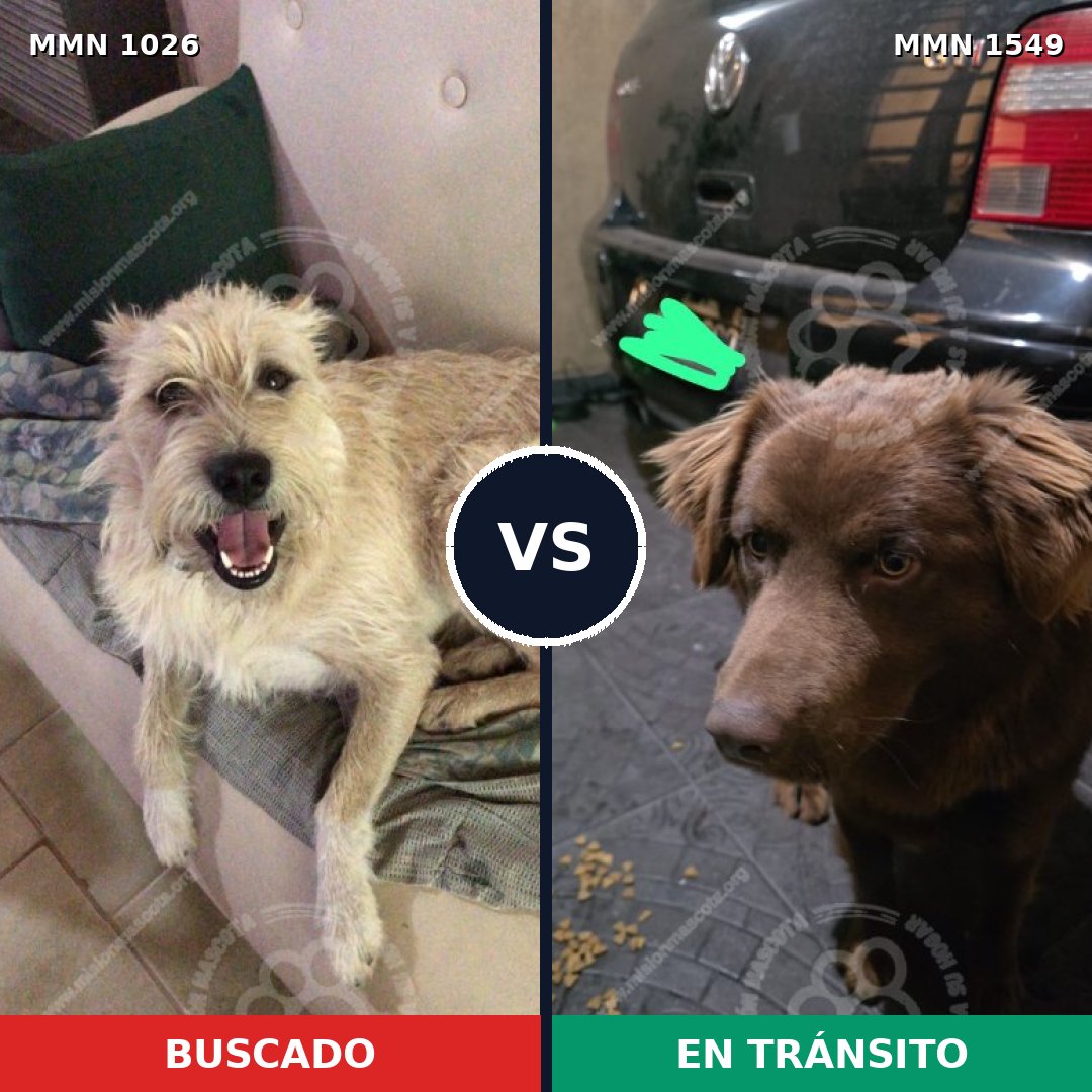 Comparativa MMS 30568: mascota perdida y mascota encontrada, 55% de similitud