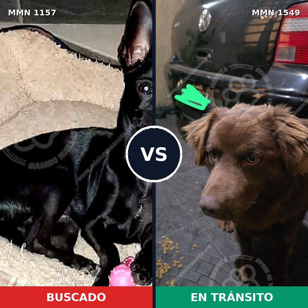 Comparativa MMS 30569: mascota perdida y mascota encontrada, 30% de similitud