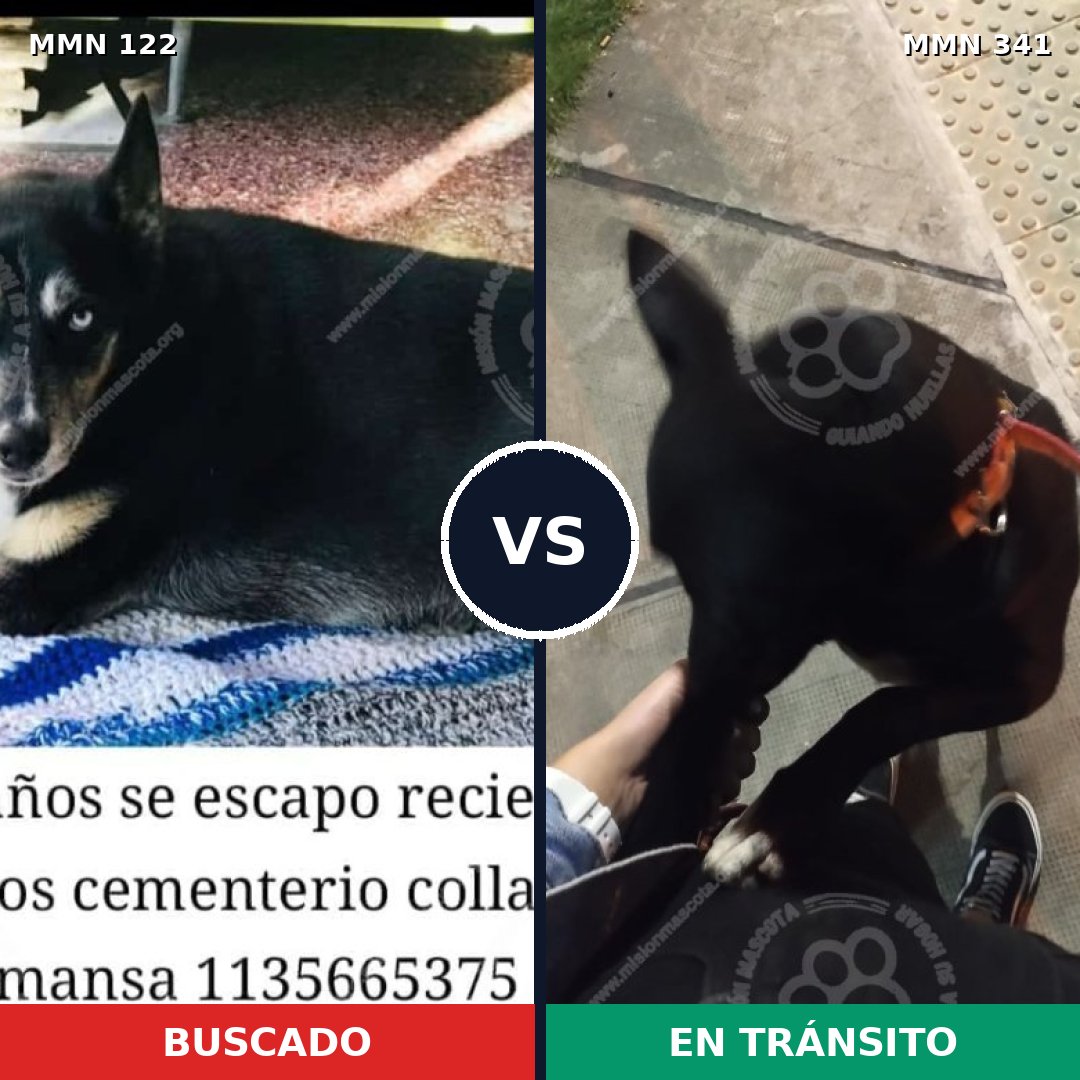Comparativa MMS 3057: mascota perdida y mascota encontrada, 64% de similitud