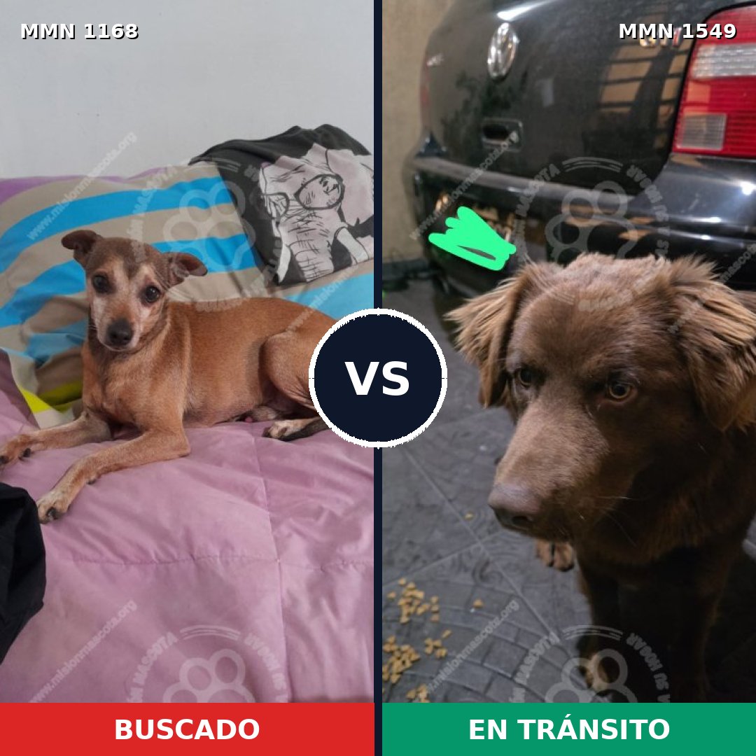 Comparativa MMS 30571: mascota perdida y mascota encontrada, 48% de similitud