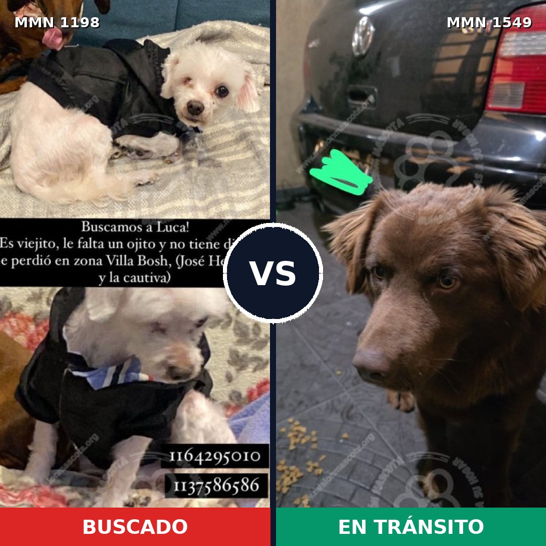 Comparativa MMS 30572: mascota perdida y mascota encontrada, 35% de similitud