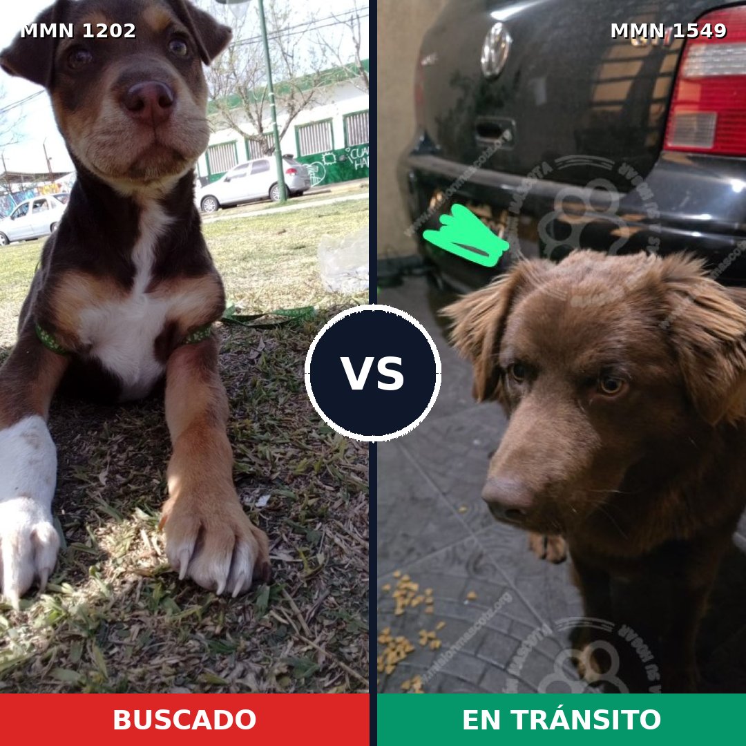 Comparativa MMS 30573: mascota perdida y mascota encontrada, 40% de similitud