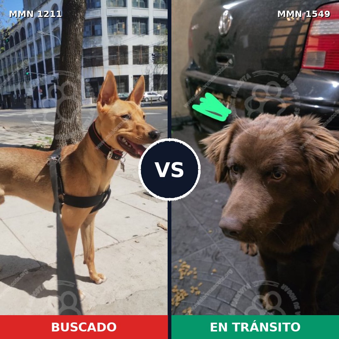 Comparativa MMS 30574: mascota perdida y mascota encontrada, 74% de similitud