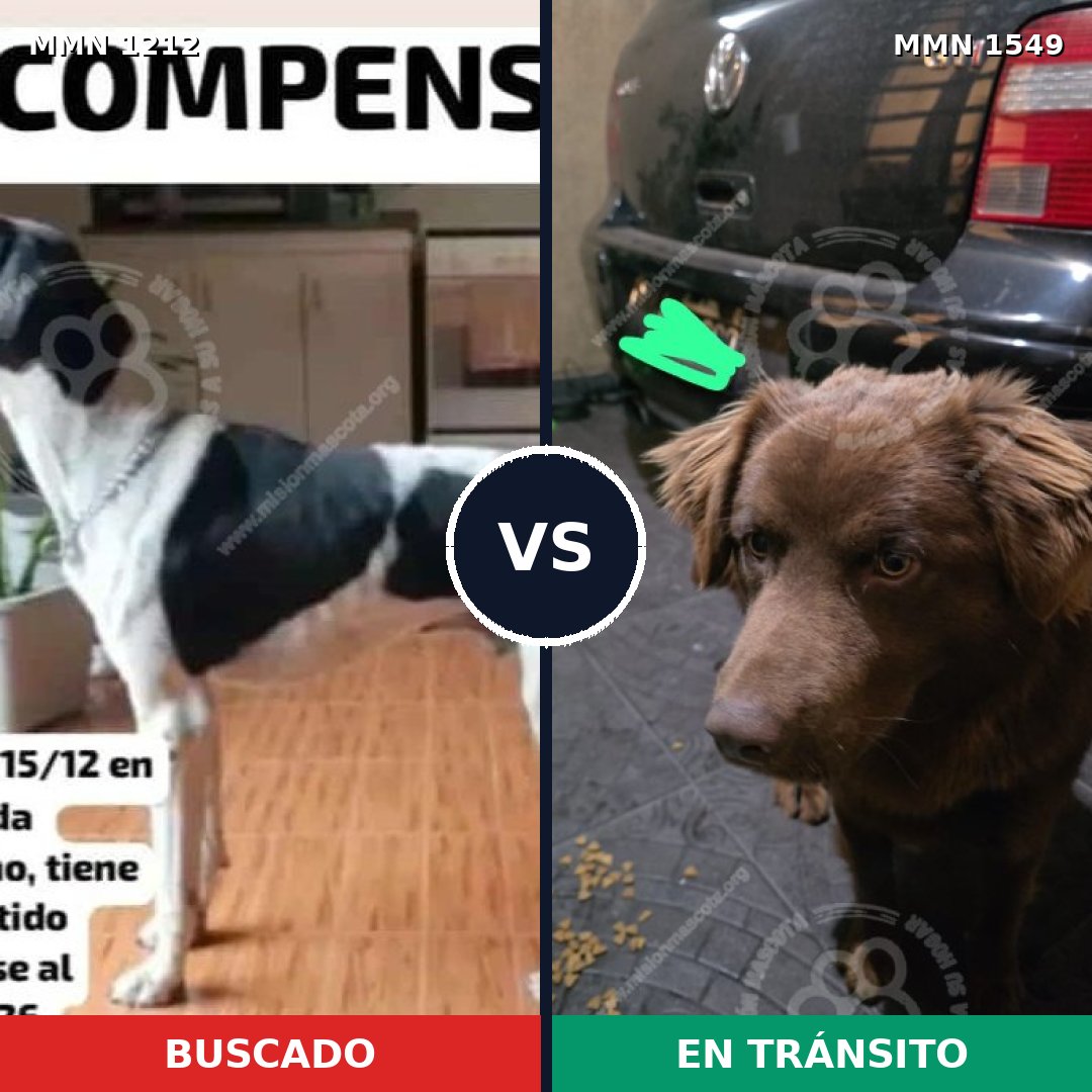 Comparativa MMS 30575: mascota perdida y mascota encontrada, 30% de similitud