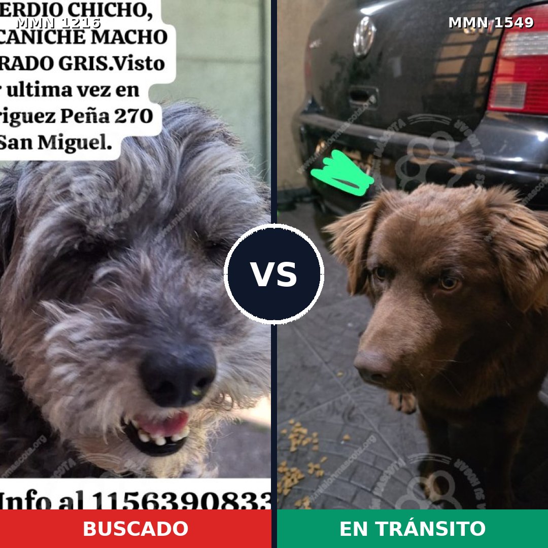 Comparativa MMS 30576: mascota perdida y mascota encontrada, 47% de similitud